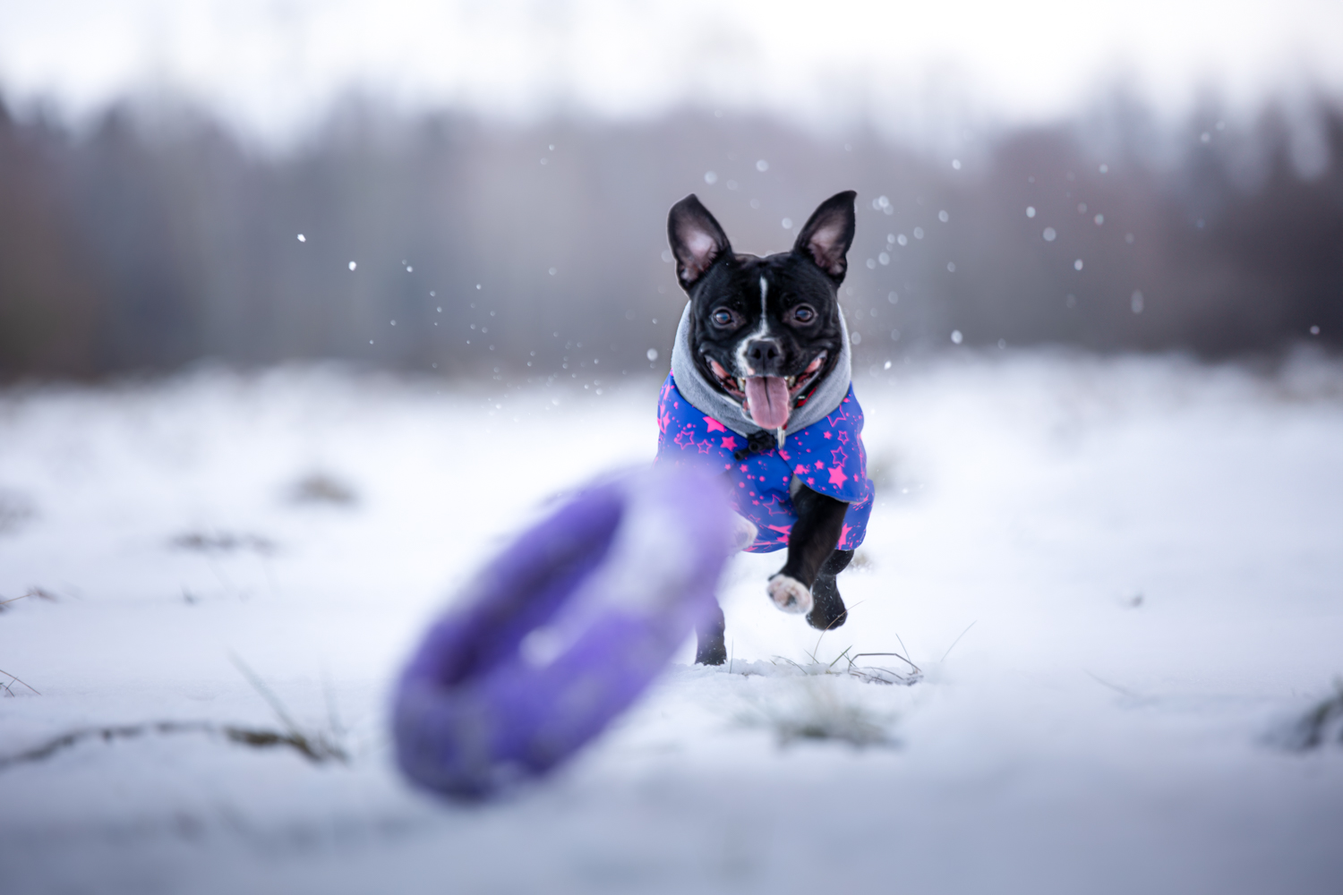 Wildlife Photography