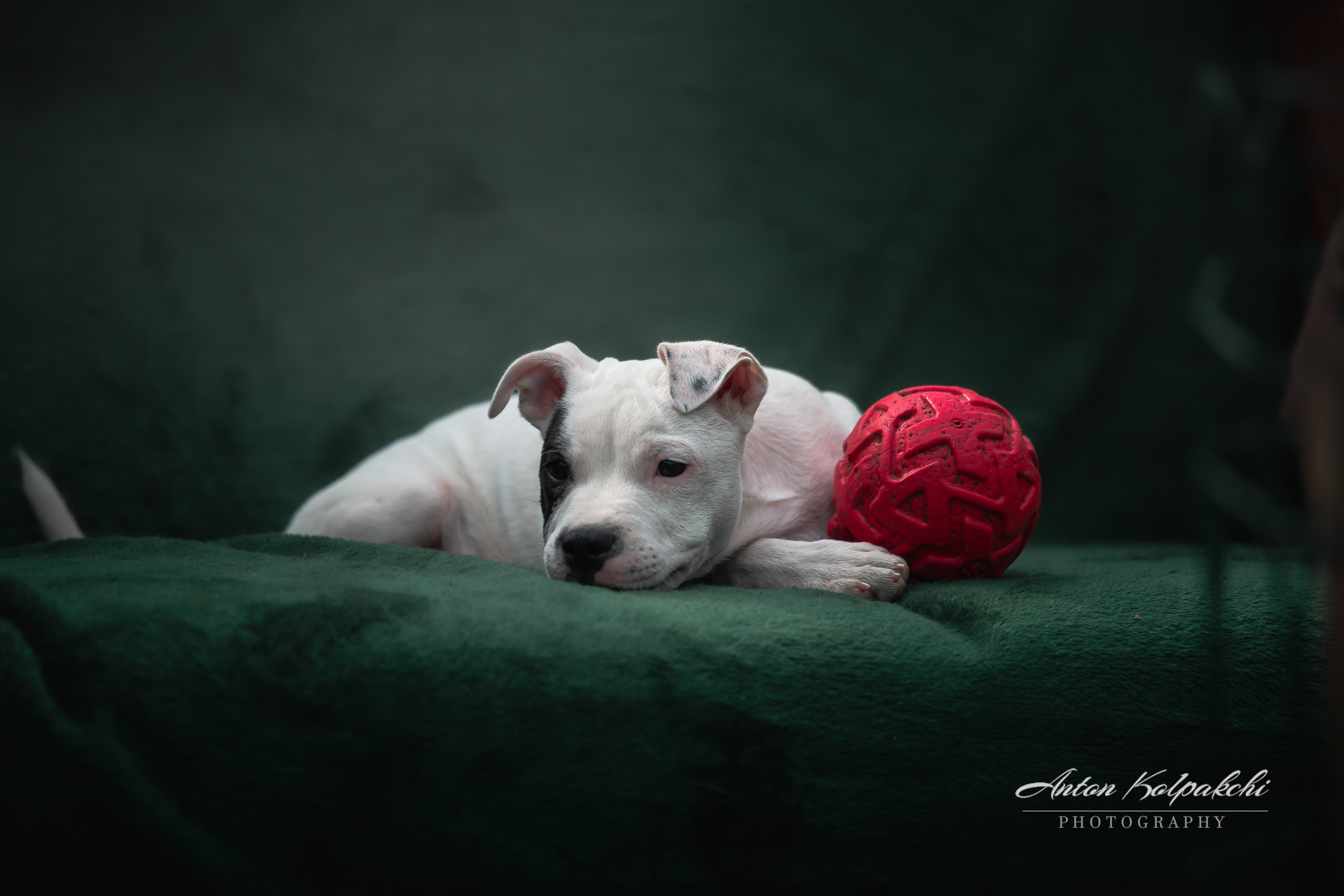 Pet Photography