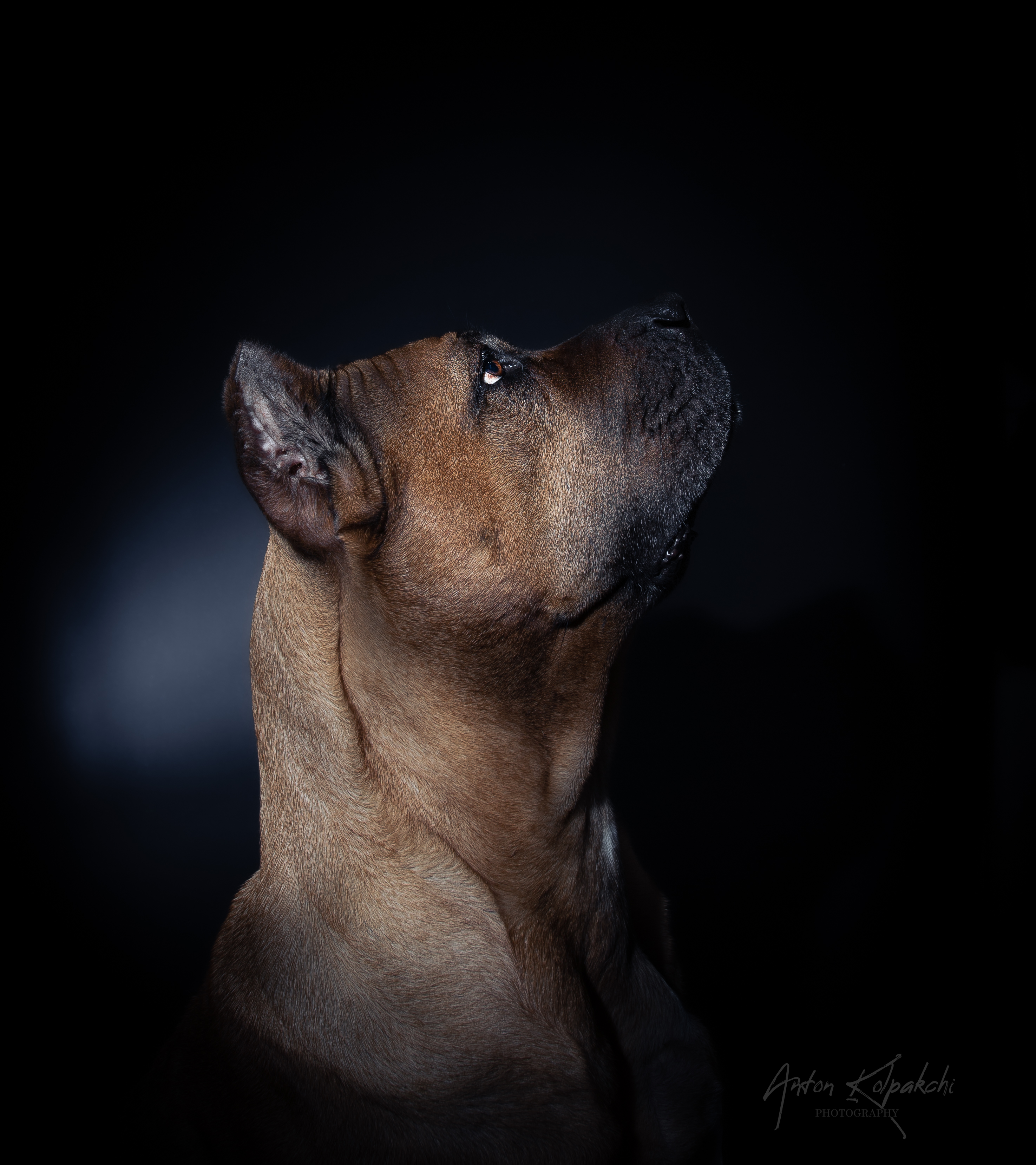 Pet Photography